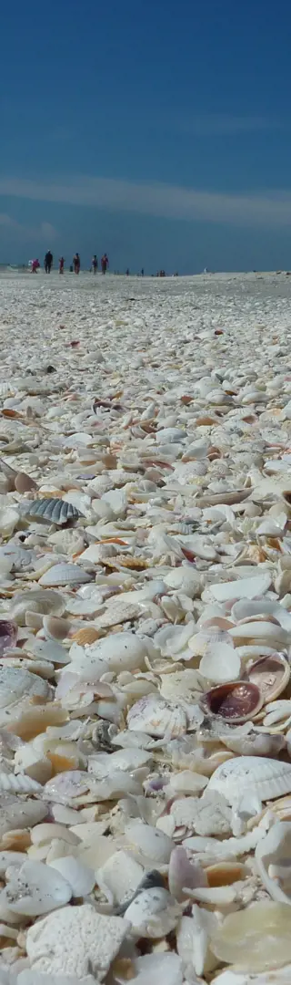 «Shelling» auf Sanibel Island